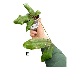 Charger l&#39;image dans la galerie, Hoya undulata - Root Houseplants
