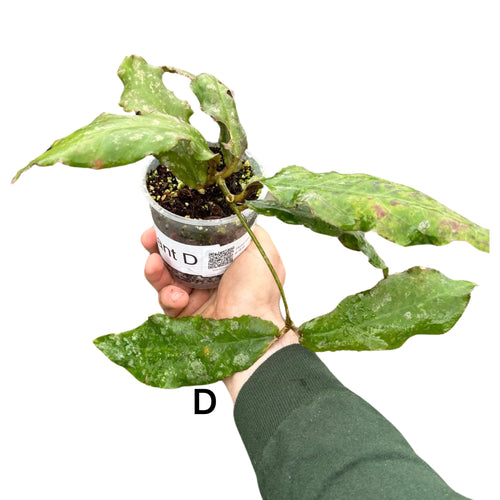 Hoya undulata - Root Houseplants