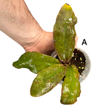 Charger l&#39;image dans la galerie, Hoya undulata - Root Houseplants
