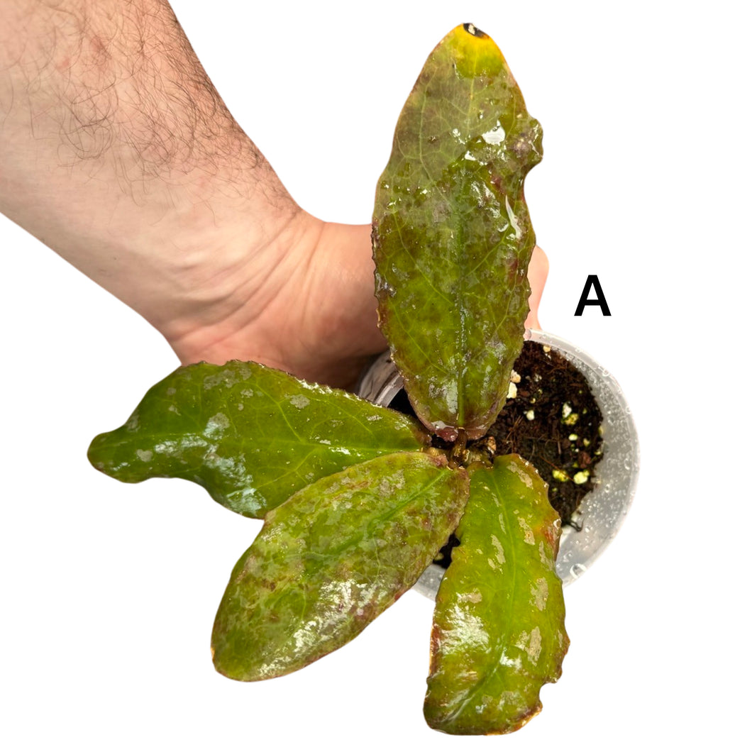 Hoya undulata - Root Houseplants