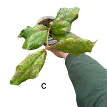 Charger l&#39;image dans la galerie, Hoya undulata - Root Houseplants
