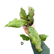 Charger l&#39;image dans la galerie, Hoya undulata - Root Houseplants
