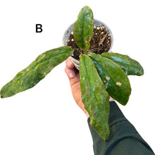 Charger l&#39;image dans la galerie, Hoya undulata - Root Houseplants
