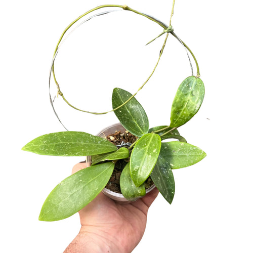 Hoya verticillata sp. Bogor - Root Houseplants