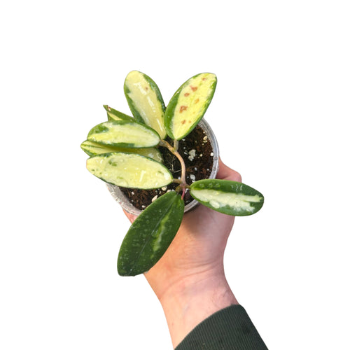 Hoya verticillata var. Verticillata (inner variegated) (syn. Hoya acuta) - Root Houseplants