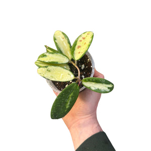 Hoya verticillata var. Verticillata (inner variegated) (syn. Hoya acuta) - Root Houseplants