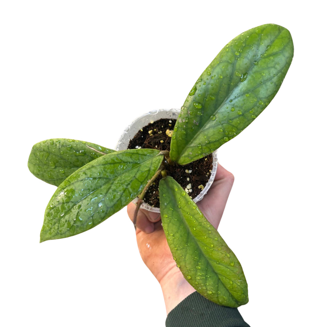 Hoya vitellinoides - Root Houseplants