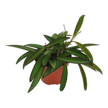 Lade das Bild in den Galerie-Viewer, Hoya wayetii - Root Houseplants

