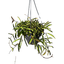 Lade das Bild in den Galerie-Viewer, Hoya wayetii - Root Houseplants
