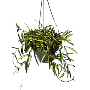 Hoya wayetii - Root Houseplants