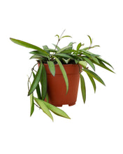 Lade das Bild in den Galerie-Viewer, Hoya wayetii - Root Houseplants
