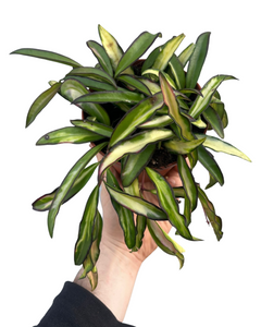 Hoya wayetii 'Variegated' - Root Houseplants
