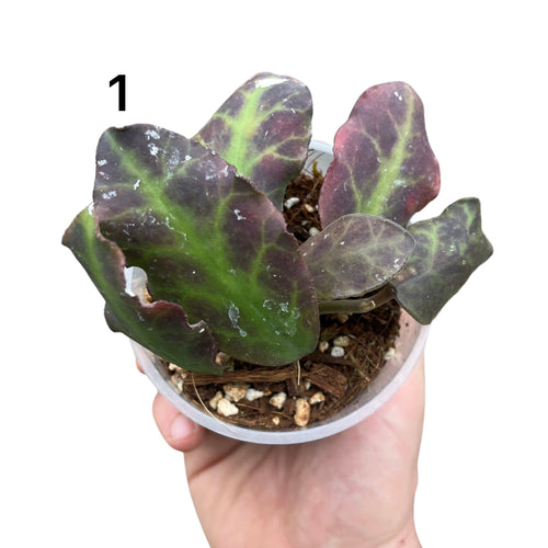 Hoya waymaniae - Root Houseplants