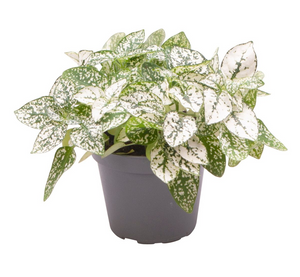 Hypoestes phyllosachya - Polka Dot Plant - Root Houseplants