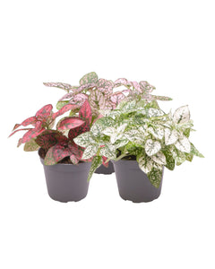 Hypoestes phyllosachya - Polka Dot Plant - Root Houseplants