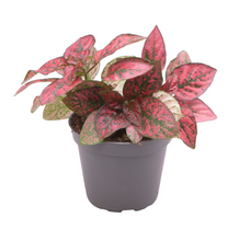 Charger l&#39;image dans la galerie, Hypoestes phyllosachya - Polka Dot Plant - Root Houseplants
