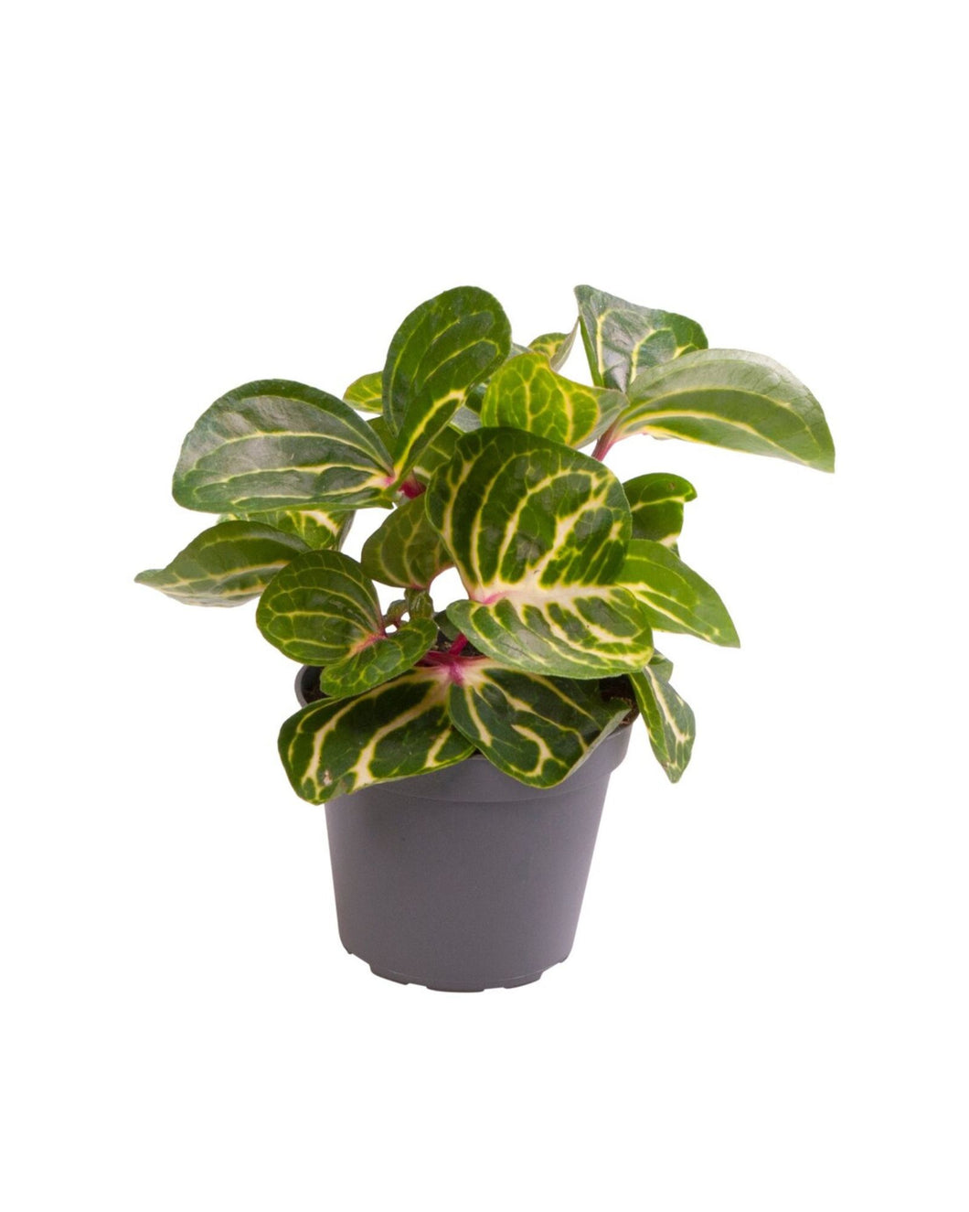 Iresine diffusa f. Herbstii (syn. Iresine herbstii) - Root Houseplants