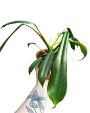 Load image into Gallery viewer, Philodendron x joepii
