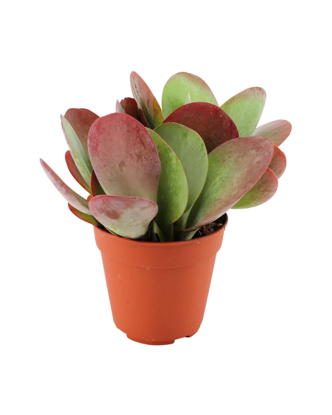 Kalanchoe thyrsiflora - Root Houseplants