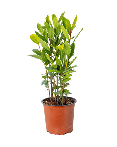 Laurus nobilis - Root Houseplants