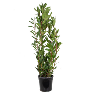 Laurus nobilis - Root Houseplants