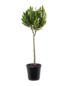 Laurus nobilis - Root Houseplants