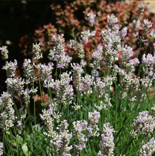 Lavandula angustifolia 'Edelweiss' - Root Houseplants