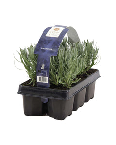 Lavandula angustifolia - English Lavender - Root Houseplants