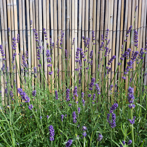 Lavandula angustifolia 'Hidcote' - Root Houseplants