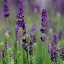 Lavandula angustifolia 'Hidcote' - Root Houseplants