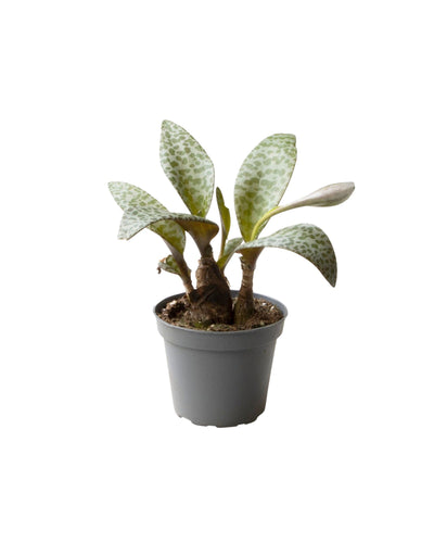 Ledebouria socialis - Root Houseplants