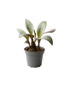 Ledebouria socialis - Root Houseplants