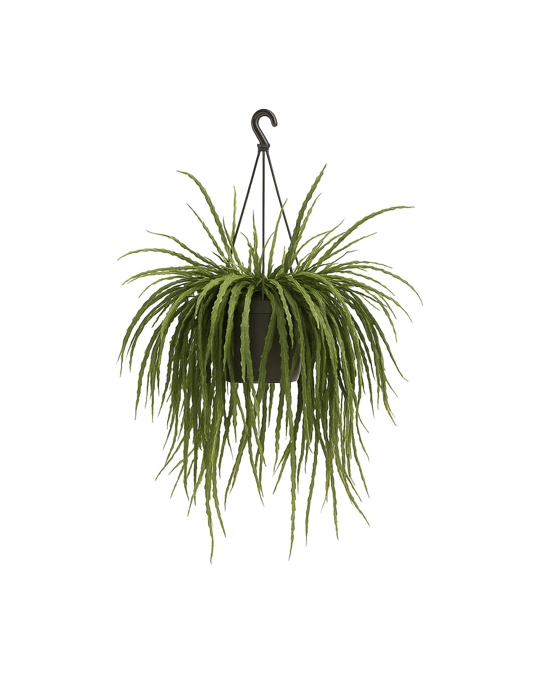 Lepismium bolivianum - Root Houseplants