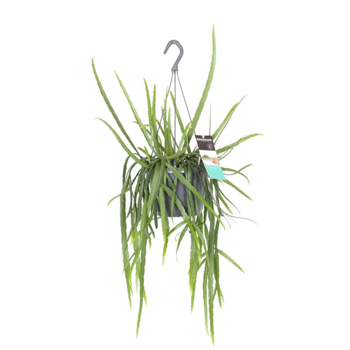 Lepismium bolivianum - Root Houseplants