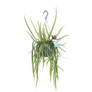 Lepismium bolivianum - Root Houseplants