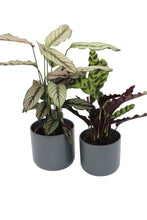 Charger l&#39;image dans la galerie, Lisbon planter - Root Houseplants
