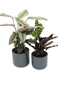 Lisbon planter - Root Houseplants