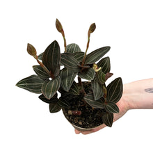 Load image into Gallery viewer, Ludisia discolor - Root Houseplants
