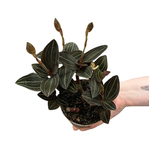 Ludisia discolor - Root Houseplants