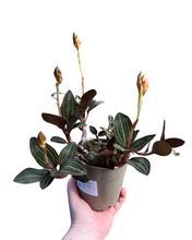 Load image into Gallery viewer, Ludisia discolor - Root Houseplants
