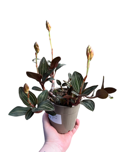 Ludisia discolor - Root Houseplants