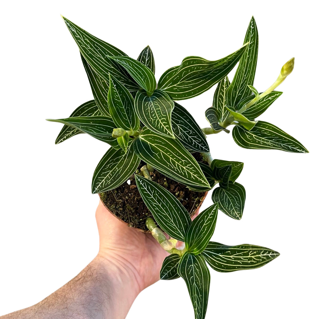 Ludisia discolor var. alba - Root Houseplants