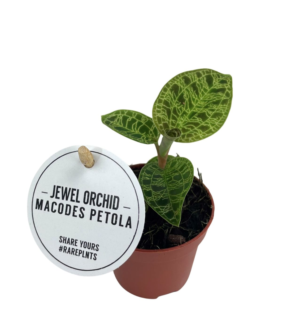 Macodes petola - Root Houseplants