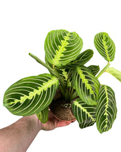 Charger l&#39;image dans la galerie, Maranta leuconeura var. erythroneura &#39;Lemon Lime&#39; - Root Houseplants
