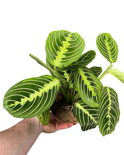 Maranta leuconeura var. erythroneura 'Lemon Lime' - Root Houseplants