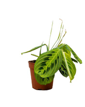 Charger l&#39;image dans la galerie, Maranta leuconeura var. erythroneura &#39;Lemon Lime&#39; - Root Houseplants
