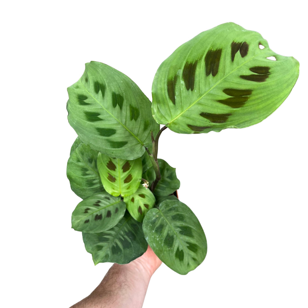 Maranta leuconeura var. Kerchoveana - Root Houseplants