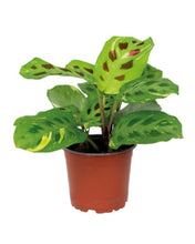Lade das Bild in den Galerie-Viewer, Maranta leuconeura var. kerchoveana variegata - Root Houseplants
