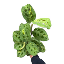 Lade das Bild in den Galerie-Viewer, Maranta leuconeura var. kerchoveana variegata - Root Houseplants
