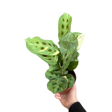 Lade das Bild in den Galerie-Viewer, Maranta leuconeura var. kerchoveana variegata - Root Houseplants
